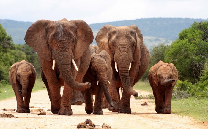 African Elephant Family Walking on Safari Path