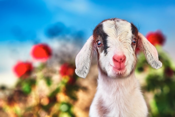 Close-up of a young goat with red flowers and blue sky