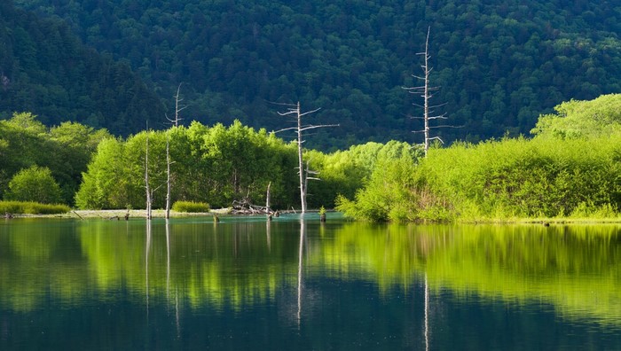 Dead trees in a lake with lush green forest and mountains