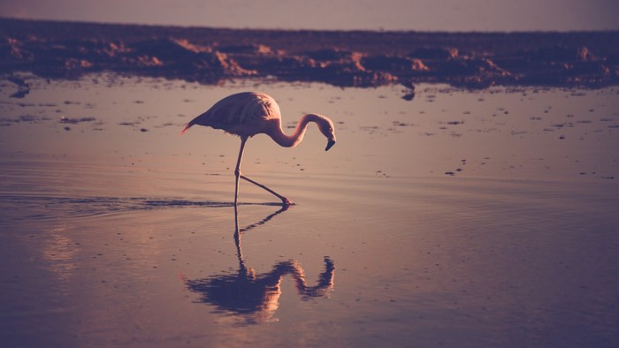 Flamingo wading in shallow water at sunset