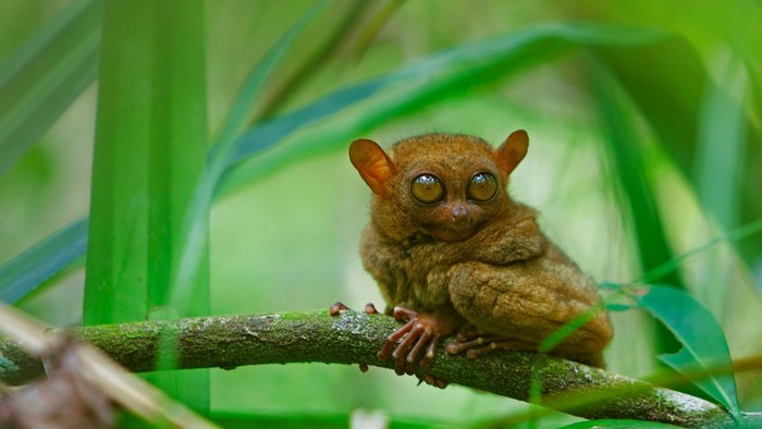 Tarsier monkey with large eyes on a branch in nature
