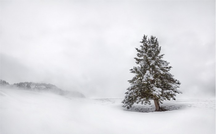 Lone snow-covered fir tree in a misty winter landscape