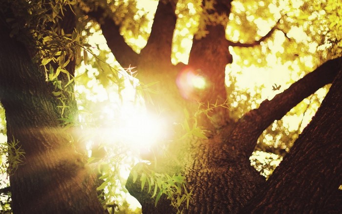 Sunlight filtering through tree branches