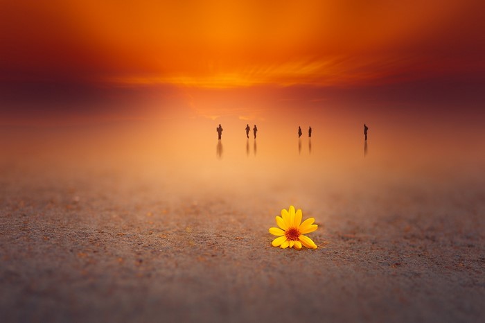 People walking on a reflective surface at sunset with a flower