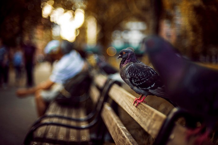 Pigeon on a park bench in a city