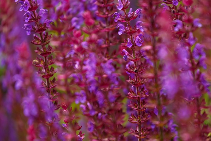 Close-up of purple salvia flowers in bloom