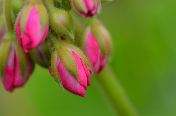 Close-Up of Pink Flower Buds with Green Background