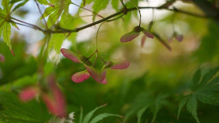 Maple tree samaras and leaves in sunlight