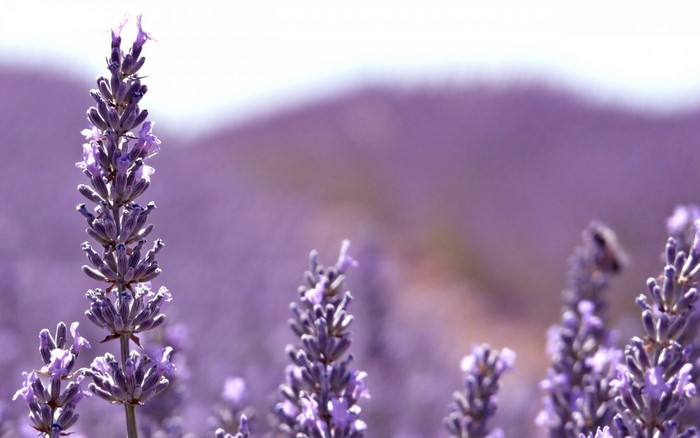 Close-up of lavender flowers in a field
