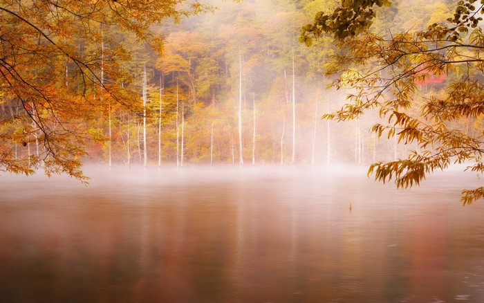 Misty autumn lake with trees and branches