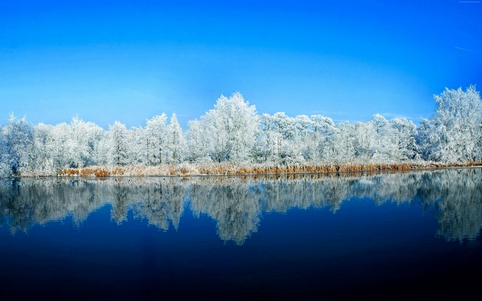Winter forest reflected in a lake under a blue sky