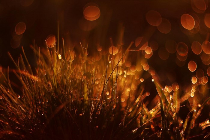 Close-up of grass with bokeh lights