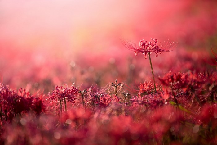 Field of red spider lilies with soft sunlight