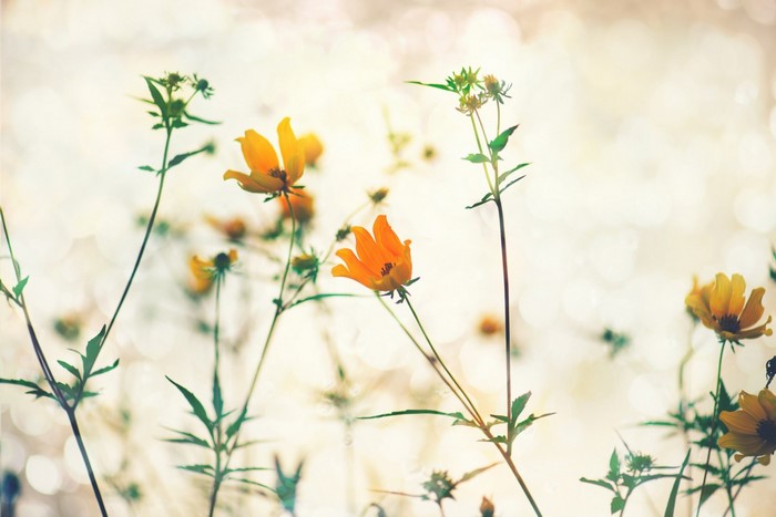 Yellow and orange wildflowers in sunlight