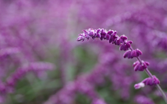 Purple flowers with water droplets in macro photography
