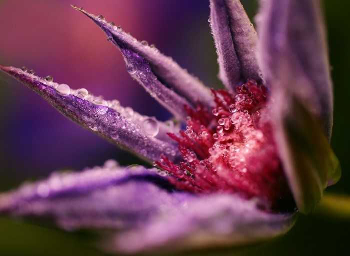 Close-up of a purple flower with water droplets