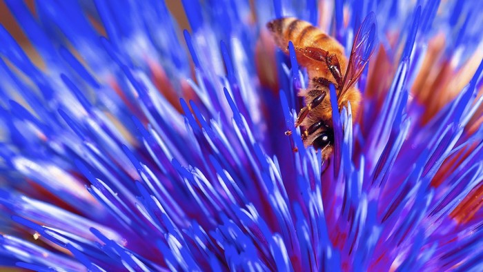 Bee on a blue flower