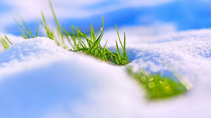 Green grass emerging from snow in winter, 4K