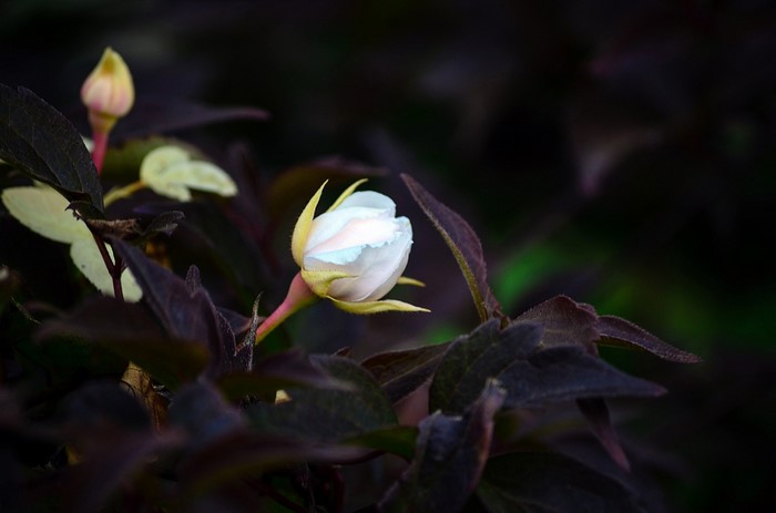 Close-up of a white flower bud with dark leaves