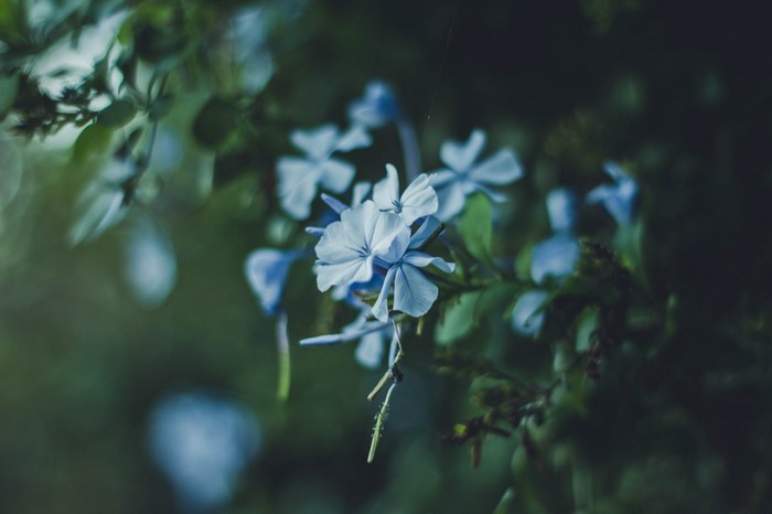 Close-up of delicate blue flowers on a dark background