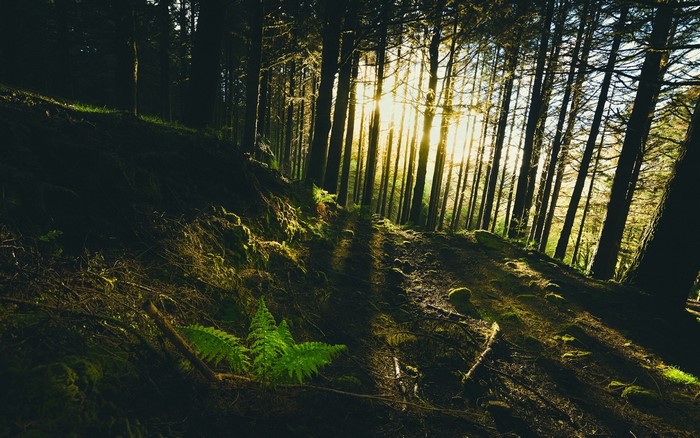 Sunlight filtering through a dense forest with a fern in the foreground.