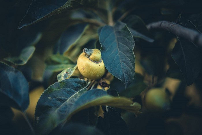 A small, unripe apple on a tree branch with leaves