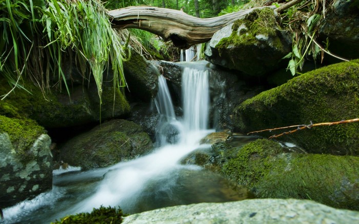 Mossy rocks and a small waterfall in a forest stream