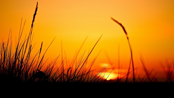 Silhouette of grass against a vibrant sunset sky