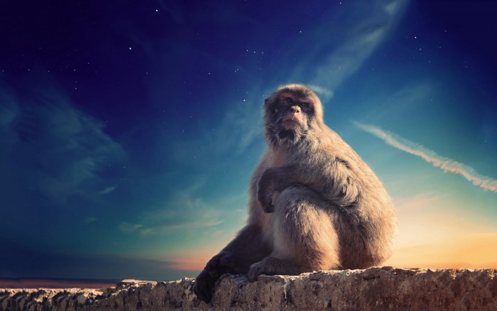 Monkey sitting on a wall under a starry sky