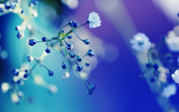 Delicate Blue Flower with Dew in Soft Light
