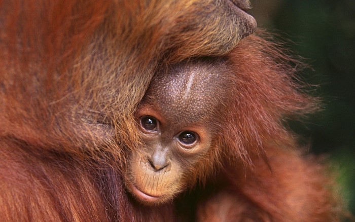 Baby orangutan peeking from mother's fur