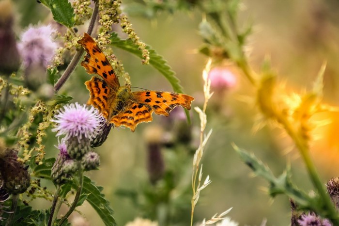 Orange butterfly on a purple thistle flower