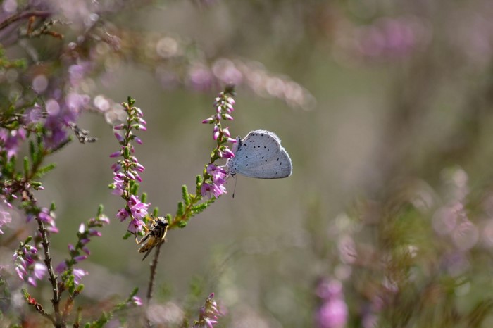 Blue butterfly and bee on heather flowers