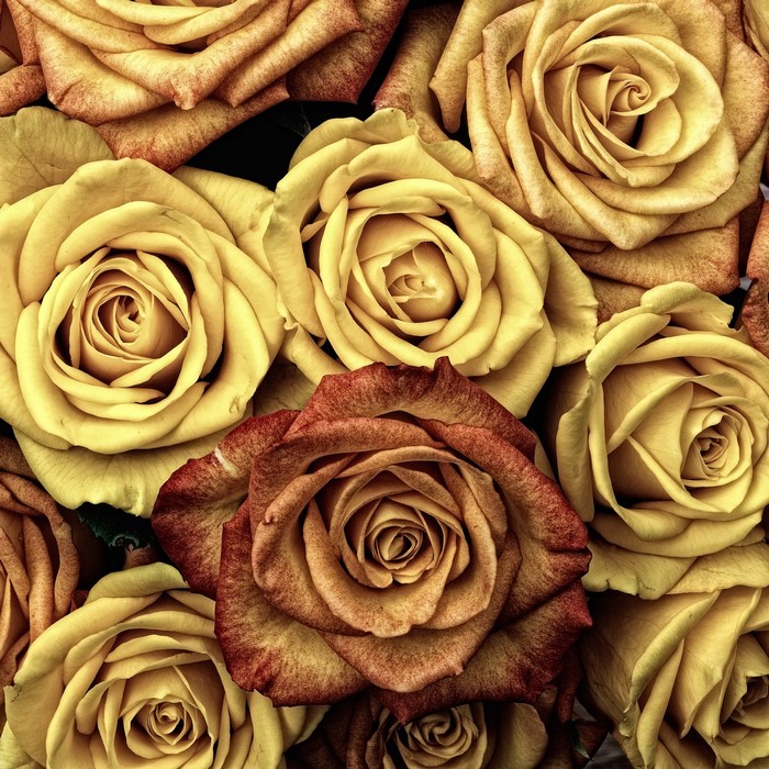 Close-up of yellow and red roses