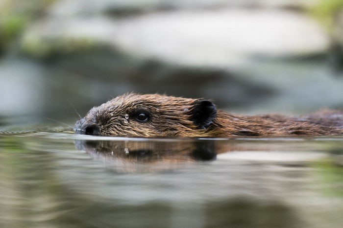 Beaver swimming in water