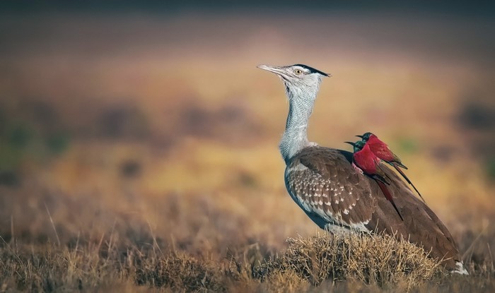 Kori Bustard with two Southern Carmine Bee-eaters on its back