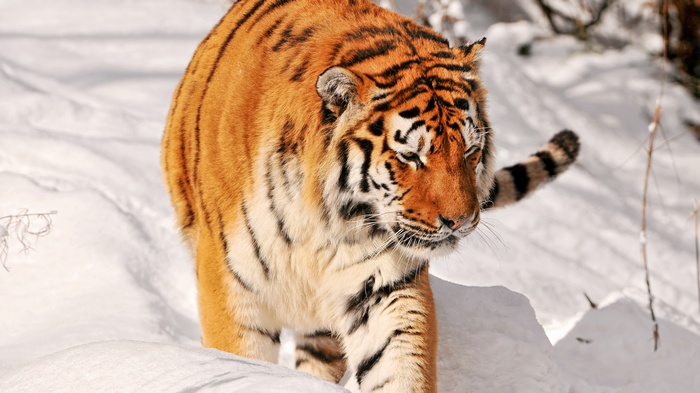 Tiger walking in the snow