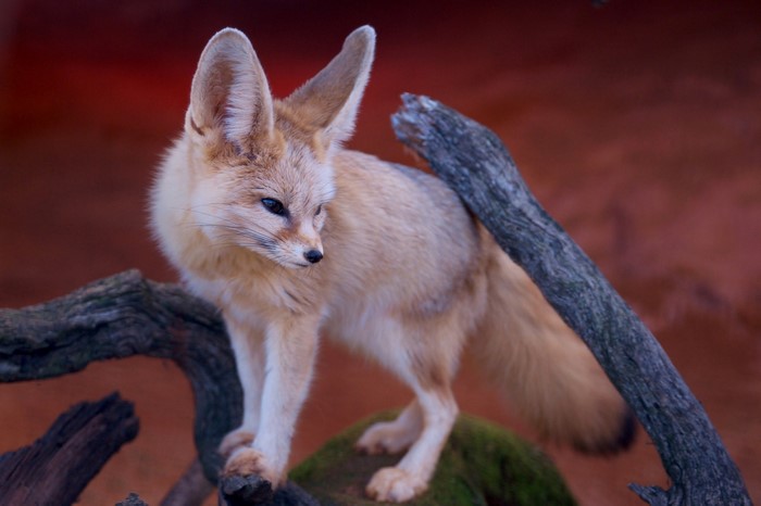 Curious Fennec Fox on Tree Branch