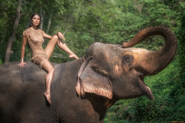 Woman sitting on an elephant in a forest