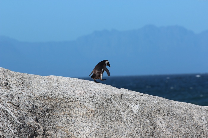 Penguin on a rock near the ocean
