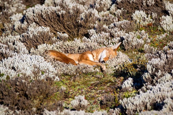 Ethiopian wolf sleeping in alpine vegetation