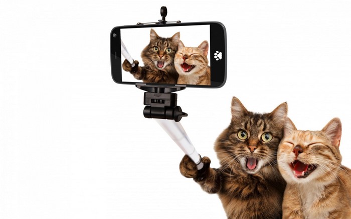 Funny Cats Taking a Selfie with Smartphone