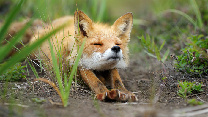 Red fox stretching in tall grass