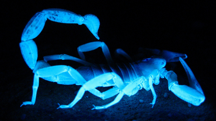 Scorpion glowing under blue light on black background