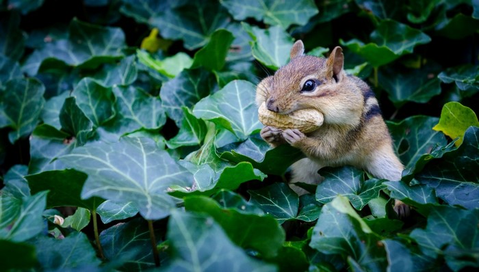 Chipmunk eating a peanut in green ivy leaves