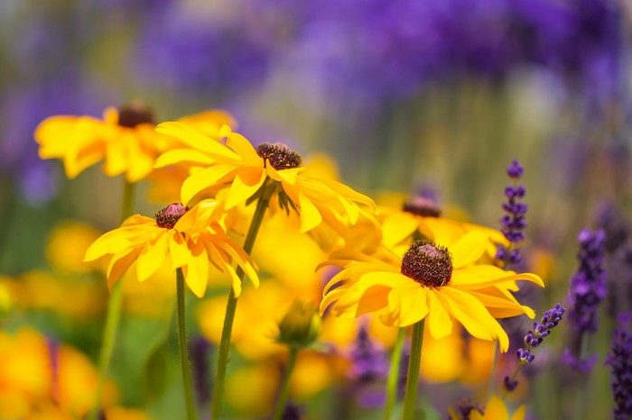 Yellow flowers and lavender in sunlight