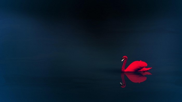 Red swan on dark blue water with reflection