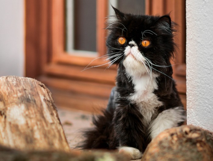 Black and white Persian cat with orange eyes