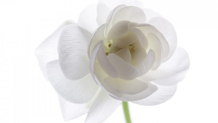 Close-up of a delicate white ranunculus flower