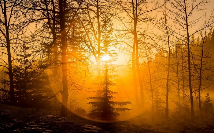 Sunlight filtering through a misty forest at sunrise or sunset